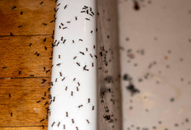 Professional Pest Control in South Ogden, UT